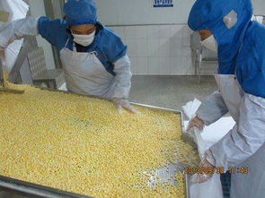 山東陽光農(nóng)業(yè) 新季速凍甜玉米粒，出口品質(zhì)與生物農(nóng)藥技術(shù)雙擎驅(qū)動