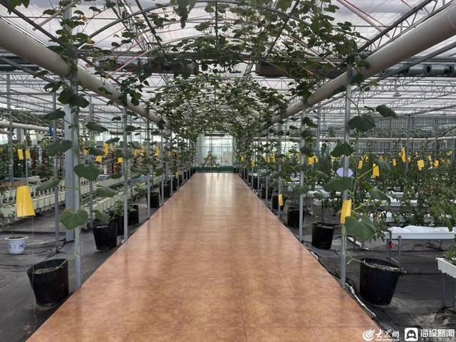 諸城市龍都街道 實施綠色興農 打造生態農業新樣板