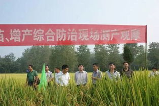 稻歡 水稻提質增產的守護者——生物農藥技術創新與應用